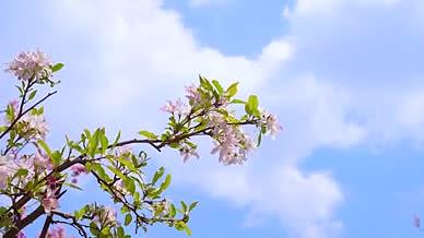 4k实拍春日鸟语花香阳光下的樱花空镜头视频的预览图